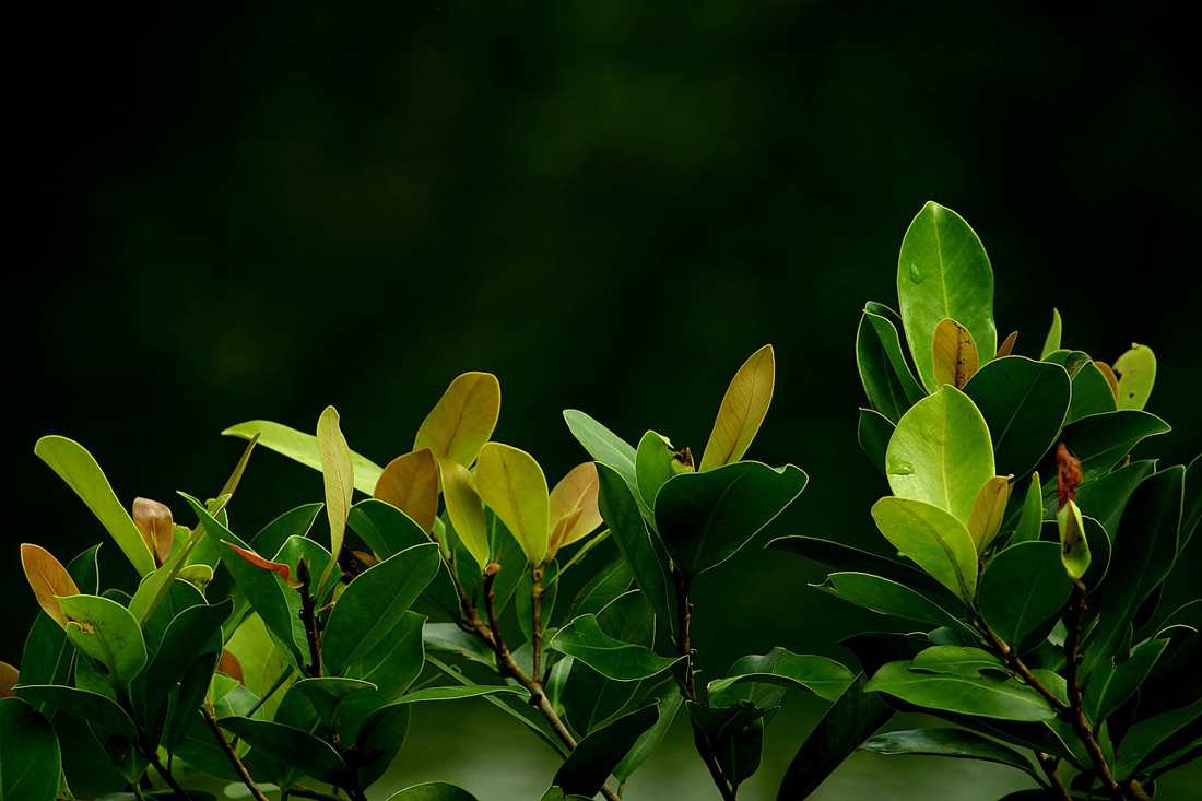 Proteína de Soja Texturizada com Sabor de Cebola - Versátil e Rica em Proteína