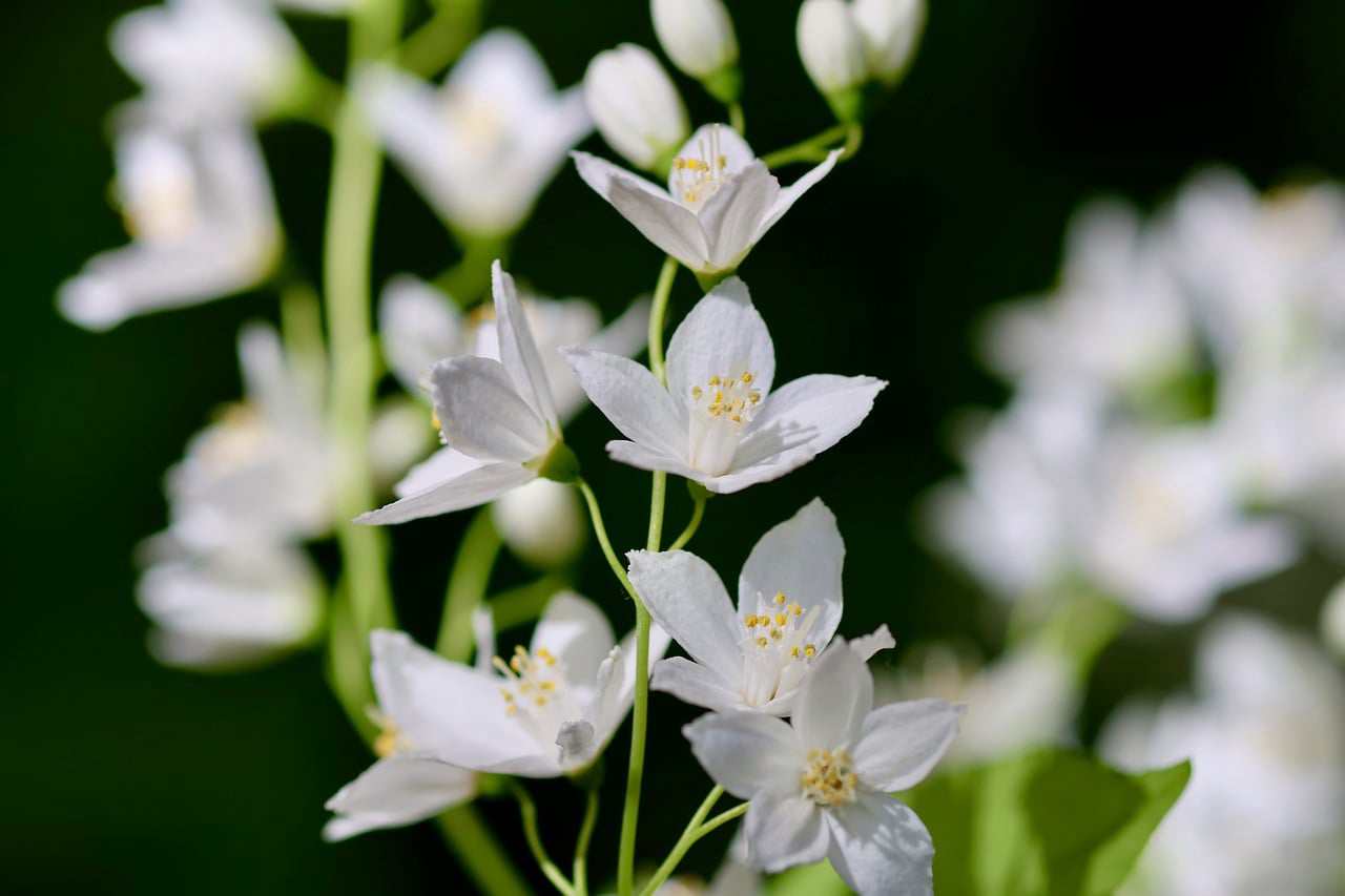 Uva Passa Branca